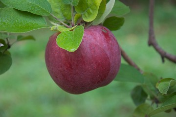 red apple on tree