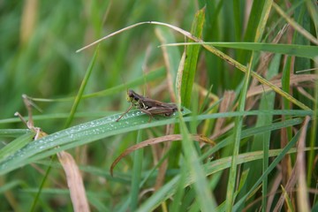 grasshopper on grass