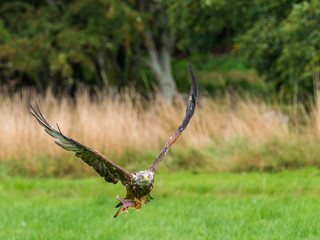 Red Kite ( Milvus milvus )