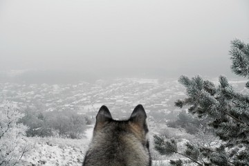 The wolf looks at the village from the mountain. Back view. Winter landscape