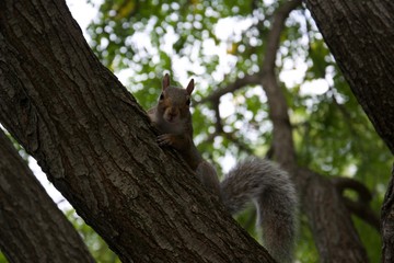 squirrel on tree