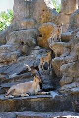 The markhor, also known as the screw horn goat (Capra falconeri)