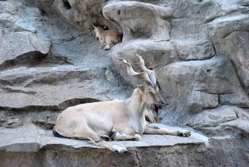 The markhor, also known as the screw horn goat (Capra falconeri)