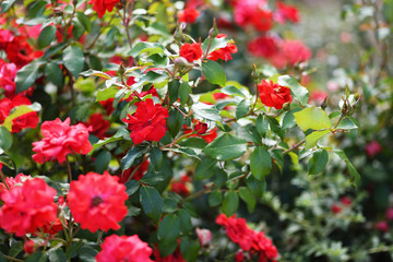 Obraz na płótnie Canvas Red rose flowers in a blooming garden