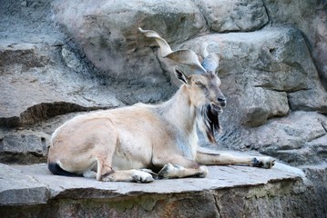 The markhor, also known as the screw horn goat (Capra falconeri)