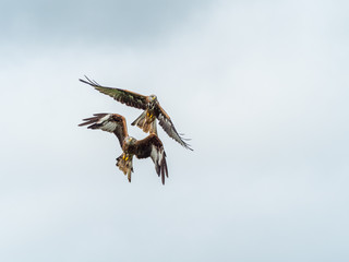 Red Kite ( Milvus milvus )