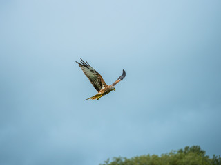 Red Kite ( Milvus milvus )