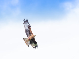Common Buzzard, Buteo buteo
