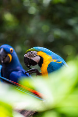 blue and yellow macaw