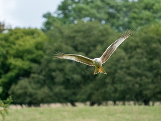 Leucistic Red Kite ( Milvus milvus )
