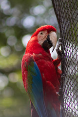Red and Blue macaw