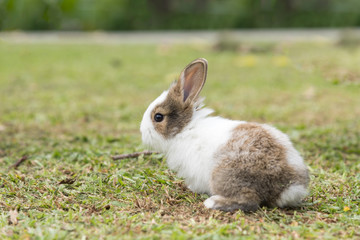 Cute young white Little rabbit on green grass in summer day