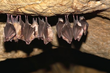 Groups of sleeping bats in cave - Lesser mouse-eared bat (Myotis blythii) and (Rhinolophus...