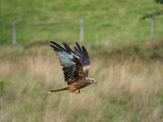 Red Kite ( Milvus milvus )