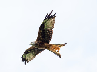 Red Kite ( Milvus milvus )