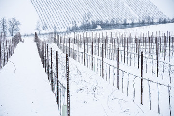 Vineyards under snow, Modena, Emilia Romagna, Italy