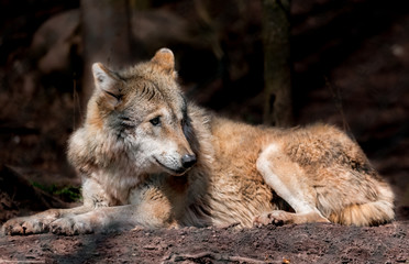 Naklejka premium Wildpark Tiere