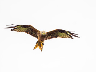 Red Kite ( Milvus milvus )