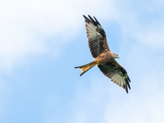 Red Kite ( Milvus milvus )