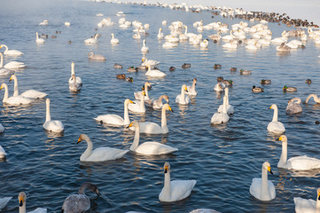 Naklejka premium Piękne białe łabędzie krzykliwe pływające w niezamarzającym jeziorze zimowym. Miejsce zimowania łabędzi, Ałtaj, Syberia, Rosja.