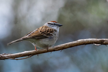 Chipping Sparow 02
