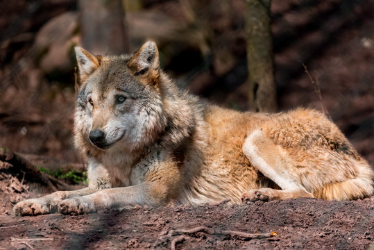 Wildpark Tiere