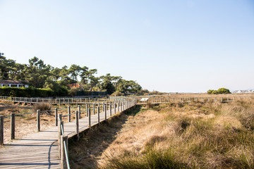 Wooden beach walkway between plants with blue sky and trees in the background