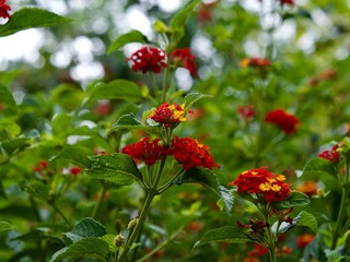 Le Galabert ou corbeille d'or ou lantana camara, La Réunion