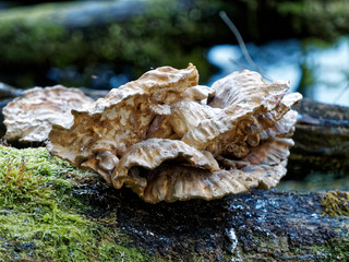 tree sponge sitting on wood