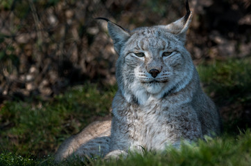 Wildpark Tiere
