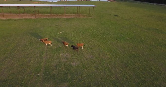 Golden hour cows joining the rest of the herd at a dairy farm
