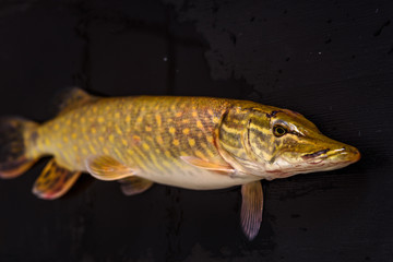 Pike close-up on a dark wooden background.