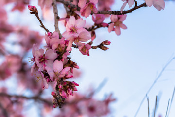 close up of flowering almond trees. Beautiful almond flower blossom, at colorful springtime background