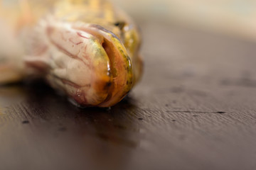 Pike close-up on a dark wooden background.