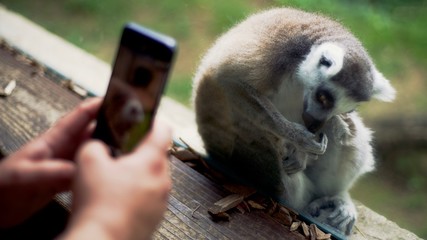 A man takes a photo of a lemur with his smartphone © Giuseppe