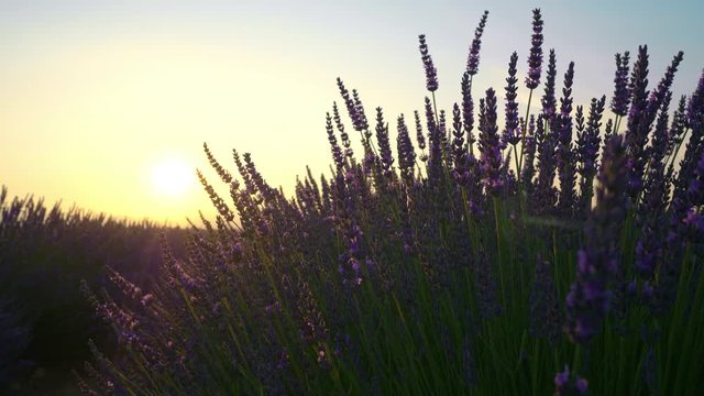 Closeup view of sunset over violet lavender field in Provence, France