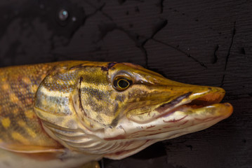 Pike close-up on a dark wooden background.