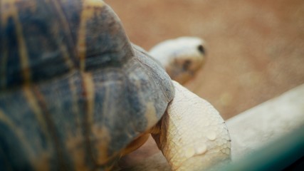 A radiated tortoise 