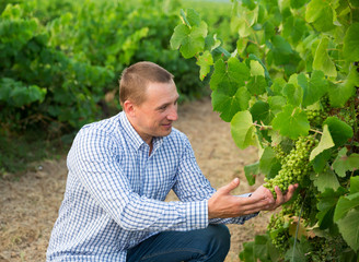 Naklejka na ściany i meble Male winemaker working with grapes in vineyard at fields