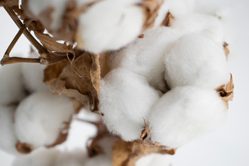 White cotton flowers.