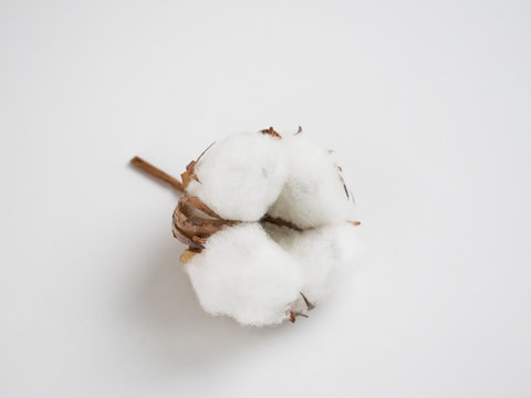 Cotton bud flower isolated.