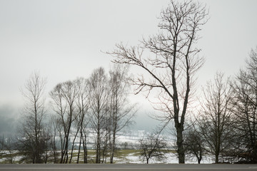 Many trees by the road in winter