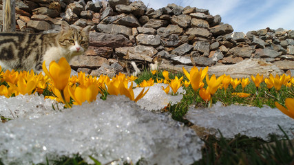 crocus flowers and natural texture