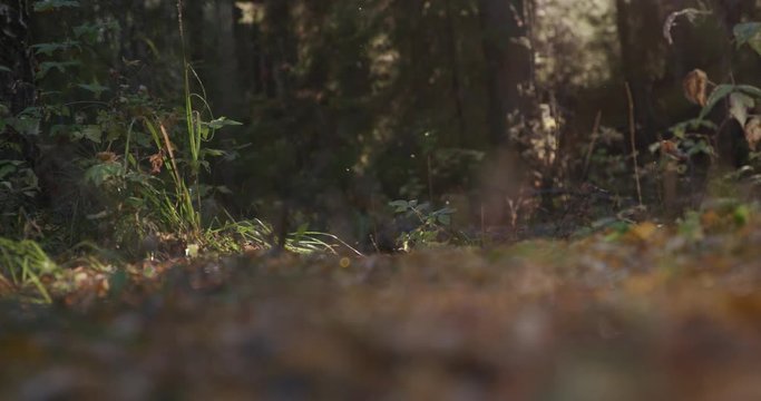 Focus on grass in the autumn forest on a background of trees with bokeh effect