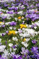 Flowerbed filled with purple, white, and yellow crocus.