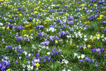 White and light blue crocus and daffodils covering a field like a carpet in springtime