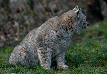 Wildpark deutschland badenwürtemberg