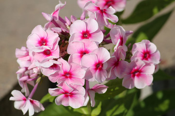 Pink flowers of Phlox paniculata or perennial garden phlox
