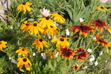Bright orange and yellow flowers of coneflower (Rudbeckia hirta) in garden
