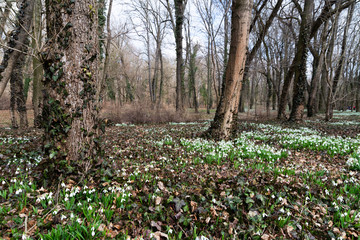 beautiful snowdrop background